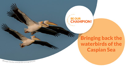 Bringing back the waterbirds of the Caspian Sea