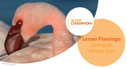 Lesser Flamingo - Saving an African icon