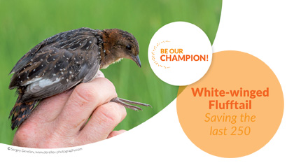 White-winged Flufftail - Saving the last 250
