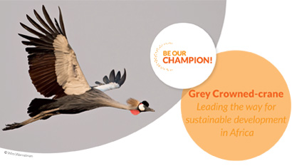Grey Crowned-crane - Leading the way for sustainable development in Africa