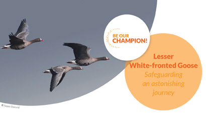Lesser White-fronted Goose -Safeguarding an astonishing journey